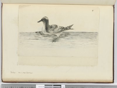 F.37a بنتادو. شوهد في ارتفاع الجنوب ، 1772-75 (مرحاض) بواسطة إسحاق سميث