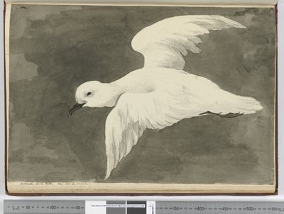 F.39 بترل أبيض في القطب الجنوبي. رأيت خط العرض. 60 إلى خط العرض. 71 س ، 1772-75 (مرحاض) بواسطة إسحاق سميث