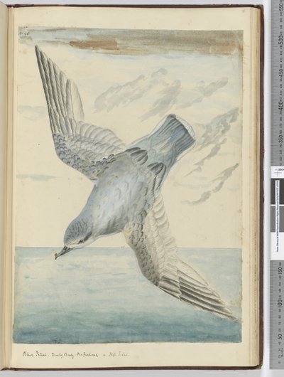 F.40 أزرق بترل. خليج داسكي ، نيوزيلندا. في ارتفاع S. lat. ، 1772-75 (مرحاض) بواسطة إسحاق سميث