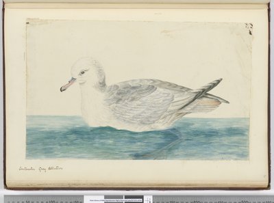 F.42 طيور القطرس الرمادية في أنتاركتيكا ، 1772-75 (مرحاض) بواسطة إسحاق سميث