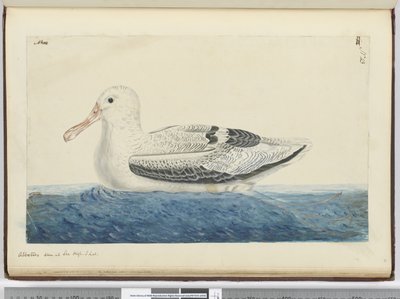 F.43 القطرس. شوهدت في ارتفاع البحر S. lat. ، 1772-75 (مرحاض) بواسطة إسحاق سميث