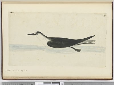 F.44 Noddy. شوهدت في ارتفاع البحر S. lat. ، 1772-75 (مرحاض) بواسطة إسحاق سميث