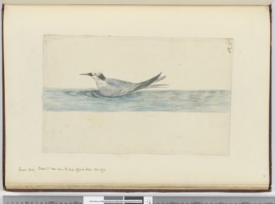 F.45 رصاصة صغيرة رمادية (؟) تظهر بالقرب من رأس الرجاء الصالح. 1772 أكتوبر 1772-75 (مرحاض) بواسطة إسحاق سميث