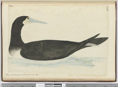 F.46 Shag النيوزيلندي التي تعشش للأشجار ، 1772-1775 (مرحاض) بواسطة إسحاق سميث