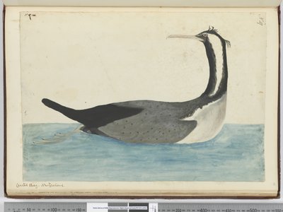 F.47 انكح متوج. نيوزيلندا ، 1772-75 (مرحاض) بواسطة إسحاق سميث