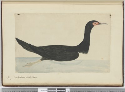 F.48 انكح. نيوزيلندا وجزيرة ستاتن ، 1772-75 (مرحاض) بواسطة إسحاق سميث