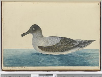 F.49 طيور القطرس الصغيرة التي تظهر في خطوط العرض. 65 س ، 1772-75 (مرحاض) بواسطة إسحاق سميث