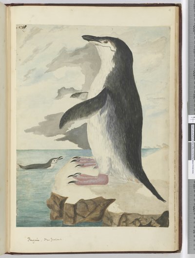 F.50 البطريق. نيوزيلندا ، 1772-75 (مرحاض) بواسطة إسحاق سميث