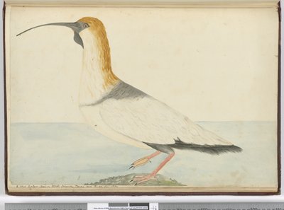 F.52 سيارة كيرلو جديدة. شوهد في جزيرة ستاتن تييرا ديل فويغو يناير 1774 ، 1772-75 (مرحاض) بواسطة إسحاق سميث