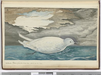 F.53 طقطقة أنتاركتيكا (أصغر من رقم 29) تظهر مع الجليد يناير 1772 ، 1772-75 (مرحاض) بواسطة إسحاق سميث