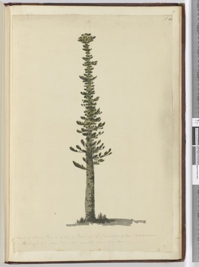 F.54 نوع من أشجار الصنوبر الراتينجية في جزيرة الصنوبر في الطرف الجنوبي من كاليدونيا الجديدة وطويلة بالنسبة إلى الصواري من نوع كبير جدًا. ينظر في سبتمبر 1774 ... ، 1772-75 (مرحاض) بواسطة إسحاق سميث