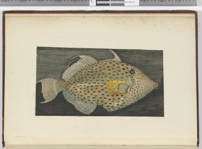 F.55 سمكة تسمى الزوجة القديمة ل S. Jago ، 1772-75 (مرحاض) بواسطة إسحاق سميث