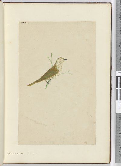 F.5 الوقواق الصغير. نيوزيلندا ، 1772-75 (مرحاض) بواسطة إسحاق سميث
