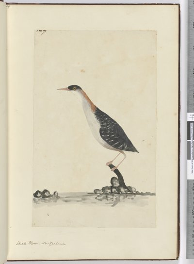 F.7 زقزاق صغير. نيوزيلندا ، 1772-75 (مرحاض) بواسطة إسحاق سميث