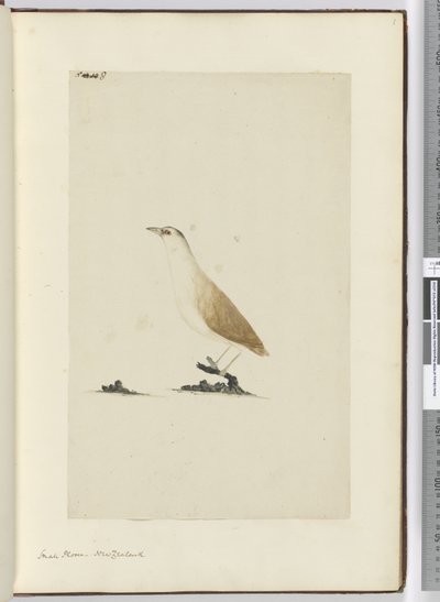 F.8 زقزاق صغير. نيوزيلندا ، 1772-75 (مرحاض) بواسطة إسحاق سميث