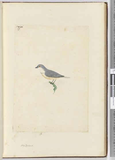 f.17 طائر نيوزيلندي مجهول الهوية ، 1772-1775 (مرحاض) بواسطة إسحاق سميث