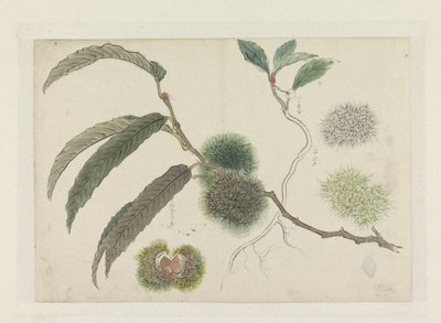كستناء حلوة على فرع بواسطة Ishikawa Kazan