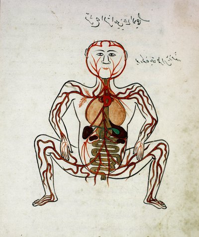 الطب العربي: "الدورة الدموية والجهاز الهضمي" "منمنمة مخطوطة علم التشريح" "تشريح بالتصوير" (تشريح الجسد) لمنصور (منصور) بن إلياس (حوالي 1390) القرن السابع عشر ، مكتبة الجامعة ، اسطنبول بواسطة مدرسة إسلامية
