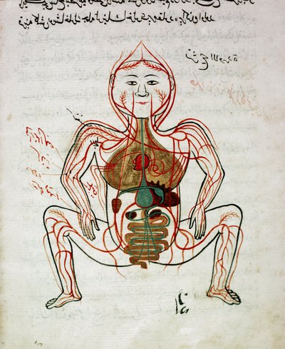 الطب العربي: "الدورة الدموية والجهاز الهضمي" "منمنمة مخطوطة علم التشريح" "تشريح بالتصوير" (تشريح الجسد) لمنصور (منصور) بن إلياس (حوالي 1390) القرن السابع عشر ، مكتبة الجامعة ، اسطنبول بواسطة مدرسة إسلامية