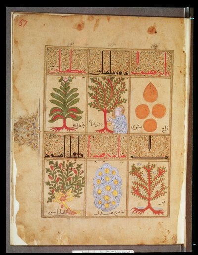 أرابي 2964 صفحة 57 النباتات الطبية للعلاج ، من أطروحة العلاج بعد جاليان ، 1217 بواسطة مدرسة إسلامية