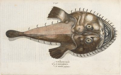 سمكة الضفدع ، رسم توضيحي من "Aquatilium Animalium Historiæ Liber primus" ، بقلم إيبوليتو سالفياني بواسطة المدرسة الايطالية