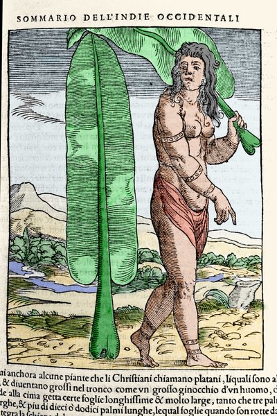 مواطن من غرب الهند يقف بجانب أوراق التبغ. نقش من كتاب "" Navigationi and Viaggi "" المجلد. الثالث بقلم جيوفاني باتيستا راموسيو (1485-1557) ، البندقية 1565. بواسطة المدرسة الايطالية