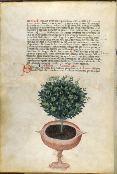 نبات الريحان في إناء ، رسم توضيحي من "Carrara Herbal" ، بادوفا ، حوالي 1400 (قلم وحبر مع ذهبي على ورق) بواسطة المدرسة الايطالية