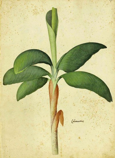 Acorus calamus بقلم Ulisse Aldrovandi بواسطة المدرسة الايطالية