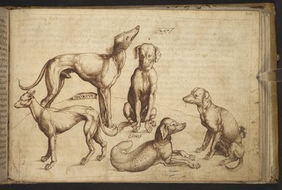 يضيف. 82955، f.206 كلاب من سلالات مختلفة ("كانيس"). ، من Historia Animalium ، (يتكون من 245 رسماً بالقلم الجاف والحبر لأنواع مختلفة من الحيوانات والمخلوقات الأسطورية ، كل منها مصحوب بوصف.) 1595 بواسطة المدرسة الايطالية