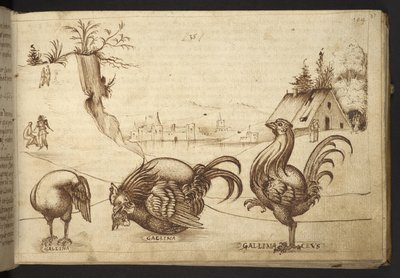 يضيف. 82955، f.37 دجاجة ('gallina'، 'gallinaceus'). ، من Historia Animalium ، (يتكون من 245 رسماً بالقلم الجاف والحبر لأنواع مختلفة من الحيوانات والمخلوقات الأسطورية ، كل منها مصحوب بوصف.) 1595 بواسطة المدرسة الايطالية