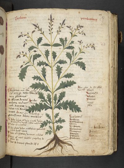 أضف MS 41623 "A herbal"، Belluno (حبر ولون على ورق) بواسطة المدرسة الايطالية