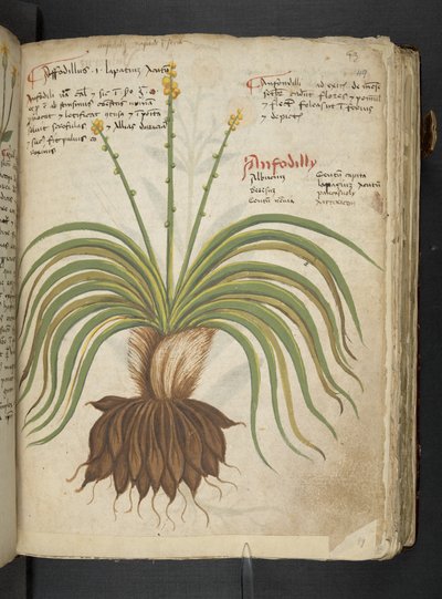 أضف MS 41623 "A herbal"، Belluno (حبر ولون على ورق) بواسطة المدرسة الايطالية