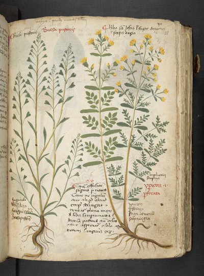 إضافة MS 41623 'Aherbal'، Belluno (حبر ولون على الرق) بواسطة المدرسة الايطالية