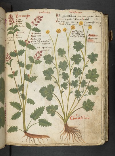 أضف MS 41623 "A herbal"، Belluno (حبر ولون على ورق) بواسطة المدرسة الايطالية