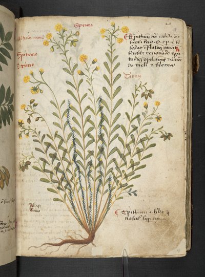 أضف MS 41623 "A herbal"، Belluno (حبر ولون على ورق) بواسطة المدرسة الايطالية