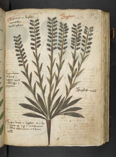 إضافة MS 41623 'Aherbal'، Belluno (حبر ولون على الرق) بواسطة المدرسة الايطالية