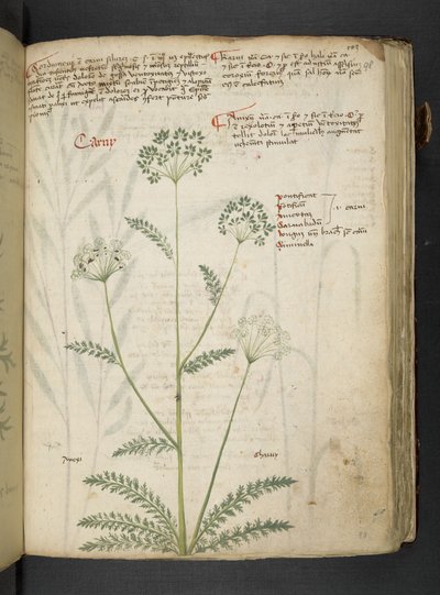 أضف MS 41623 "A herbal"، Belluno (حبر ولون على ورق) بواسطة المدرسة الايطالية