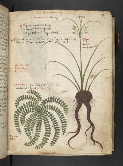 أضف MS 41623 "A herbal"، Belluno (حبر ولون على ورق) بواسطة المدرسة الايطالية