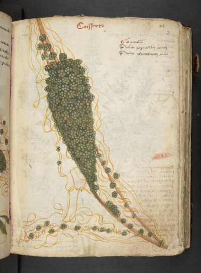 أضف MS 41623 "A herbal"، Belluno (حبر ولون على ورق) بواسطة المدرسة الايطالية