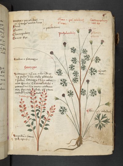 إضافة MS 41623 'Aherbal'، Belluno (حبر ولون على الرق) بواسطة المدرسة الايطالية