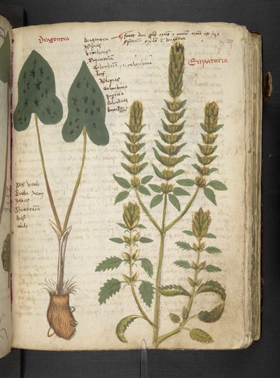 أضف MS 41623 "A herbal"، Belluno (حبر ولون على ورق) بواسطة المدرسة الايطالية