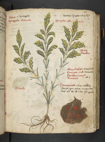 أضف MS 41623 "A herbal"، Belluno (حبر ولون على ورق) بواسطة المدرسة الايطالية