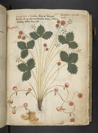إضافة MS 41623 'Aherbal'، Belluno (حبر ولون على الرق) بواسطة المدرسة الايطالية