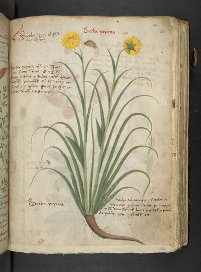 أضف MS 41623 "A herbal"، Belluno (حبر ولون على ورق) بواسطة المدرسة الايطالية