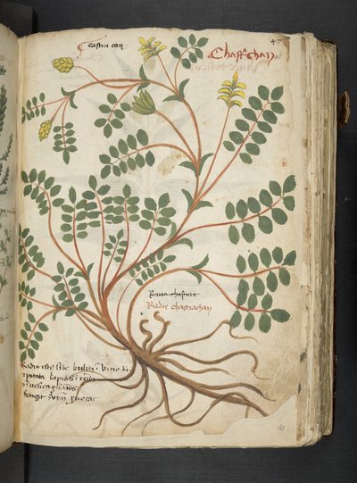 إضافة MS 41623 'Aherbal'، Belluno (حبر ولون على الرق) بواسطة المدرسة الايطالية