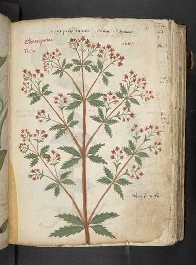أضف MS 41623 "A herbal"، Belluno (حبر ولون على ورق) بواسطة المدرسة الايطالية