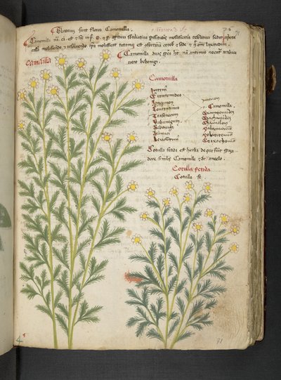 أضف MS 41623 "A herbal"، Belluno (حبر ولون على ورق) بواسطة المدرسة الايطالية