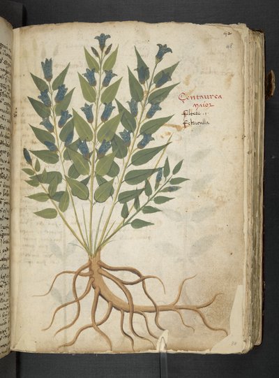 أضف MS 41623 "A herbal"، Belluno (حبر ولون على ورق) بواسطة المدرسة الايطالية