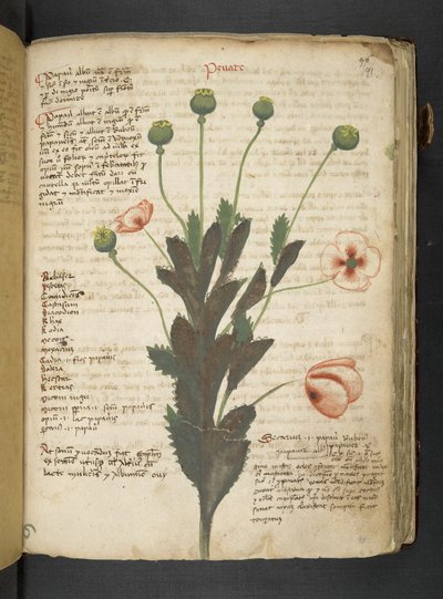 إضافة MS 41623 'Aherbal'، Belluno (حبر ولون على الرق) بواسطة المدرسة الايطالية