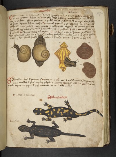 أضف MS 41623 Chiocciole و Salamandra ، من "A herbal" ، Belluno (حبر ولون على ورق) بواسطة المدرسة الايطالية